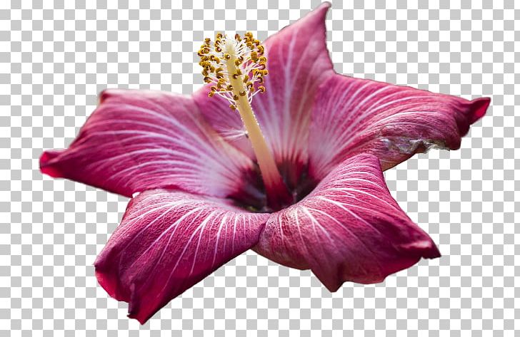 Rosemallows Desktop Flower PNG, Clipart, Daylily, Desktop Wallpaper, Email, Flower, Flowering Plant Free PNG Download