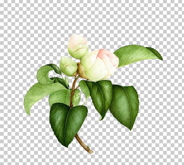 Watercolor Painting Flower Botanical Illustration Botany PNG, Clipart, Art, Branch, Bud, Color, Drawing Free PNG Download