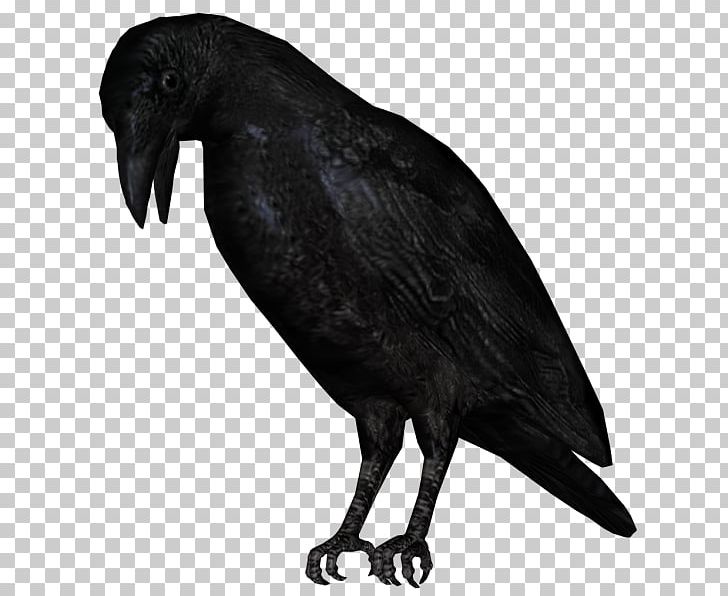 American Crow New Caledonian Crow Rook Bird Common Raven PNG, Clipart, American Crow, Animals, Beak, Bir, Black And White Free PNG Download