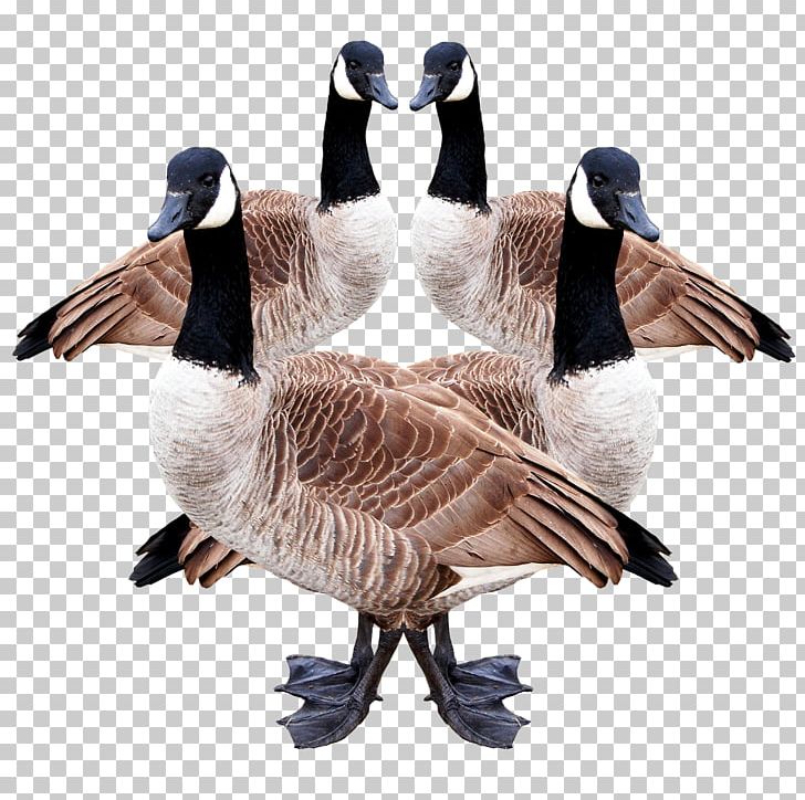 Duck Canada Goose Douchegordijn Feather PNG, Clipart, Beak, Bird, Canada Goose, Coasters, Curtain Free PNG Download