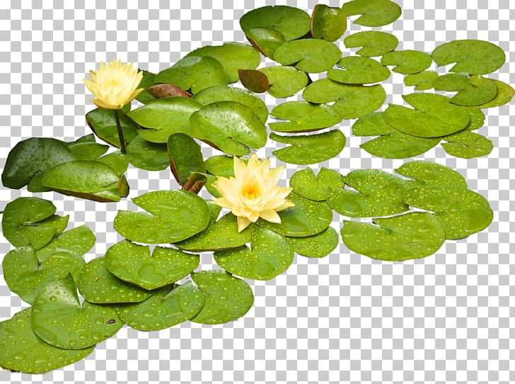 Leaf PNG, Clipart, Computer, Computer Icons, Desktop Wallpaper, Flower, Groundcover Free PNG Download