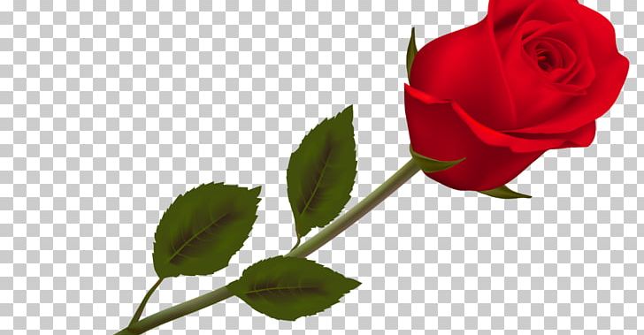 Rose Flower PNG, Clipart, Blackpool, Branch, Bud, Cut Flowers, Desktop Wallpaper Free PNG Download