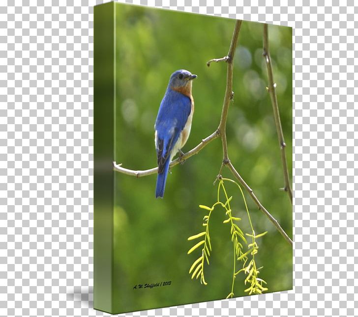 Swallow Eastern Bluebird Gallery Wrap Cobalt Blue Canvas PNG, Clipart, Art, Beak, Bird, Bluebird, Bluebirds Free PNG Download
