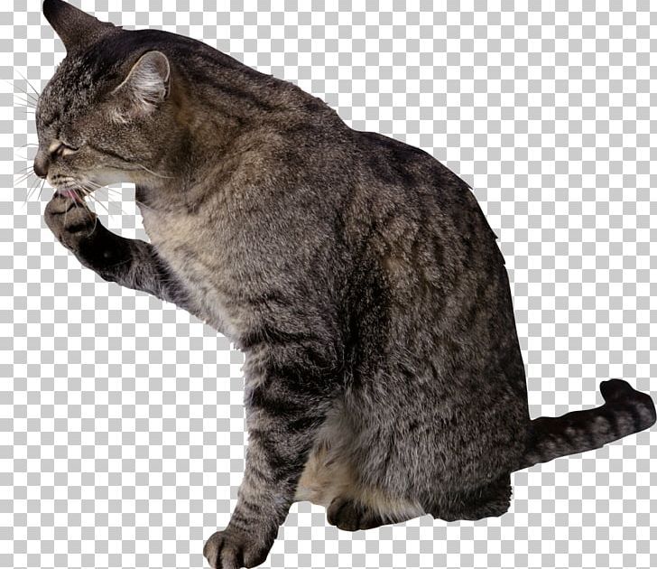 Why Does My Cat PNG, Clipart, American Bobtail, American Shorthair, Animals, Carnivoran, Cat Like Mammal Free PNG Download