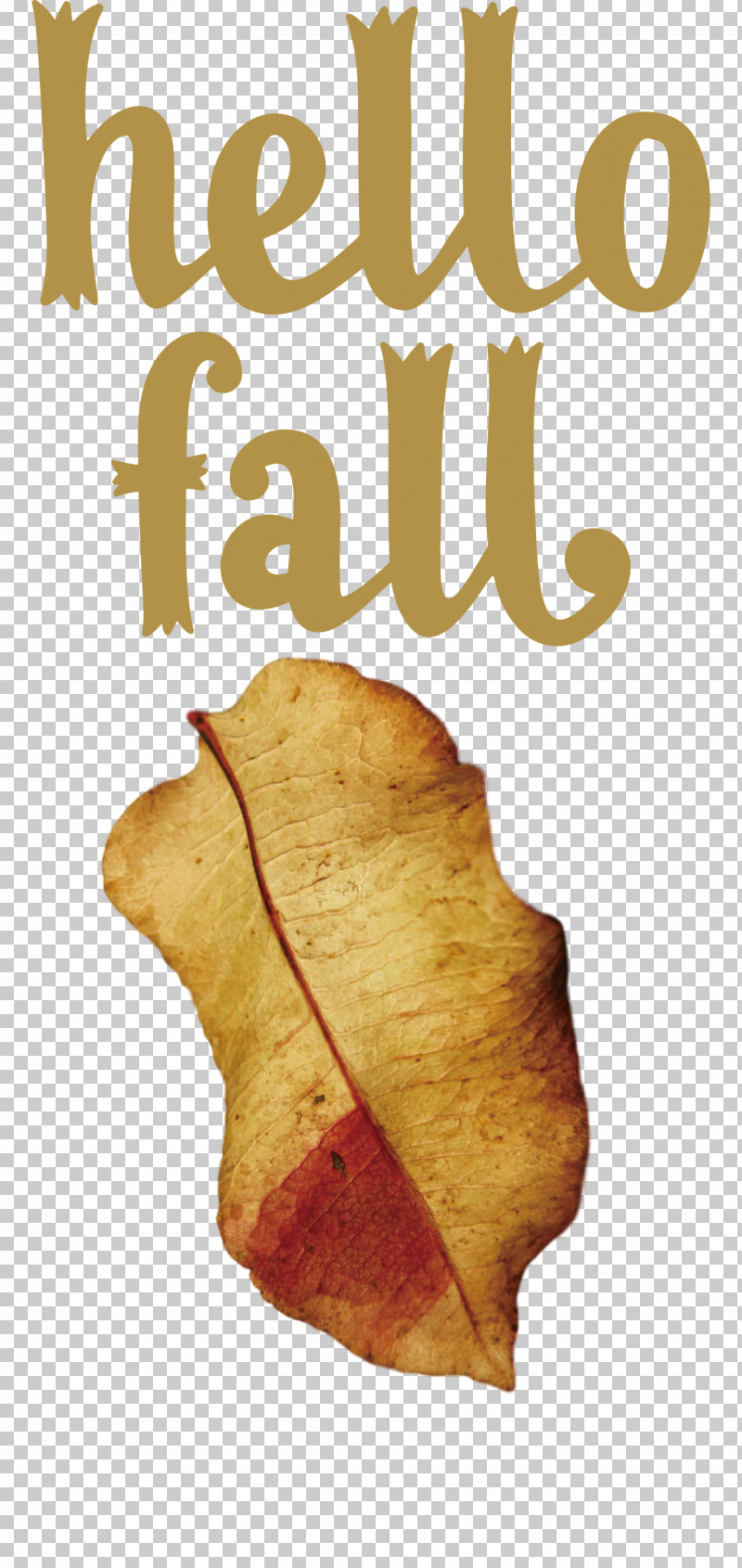 Hello Fall Fall Autumn PNG, Clipart, Autumn, Biology, Fall, Hello Fall, Leaf Free PNG Download