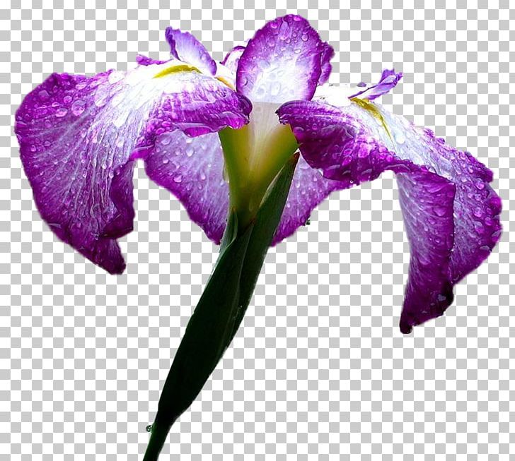 Flower Petal Plant Stem Japanese Iris PNG, Clipart, Cattleya, Flower, Flowering Plant, Herbaceous Plant, Iris Free PNG Download