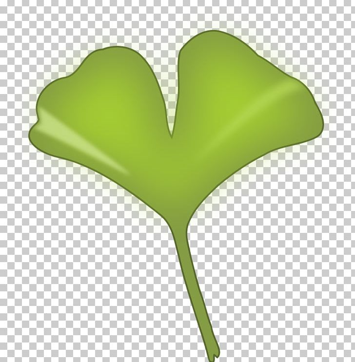 Ginkgo Biloba Ginkgoaceae Leaf PNG, Clipart, Computer, Computer Icons, Drawing, Extract, Food Free PNG Download