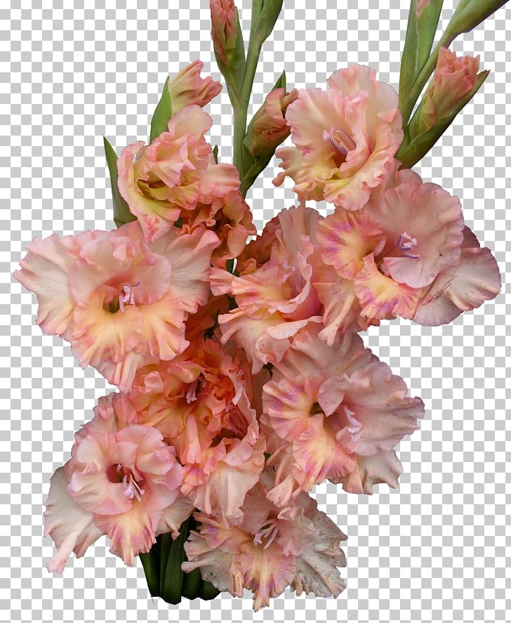 Gladiolus Cut Flowers Flower Bouquet Plant Stem PNG, Clipart, Artificial Flower, Bud, Cut Flowers, Floral Design, Floriculture Free PNG Download