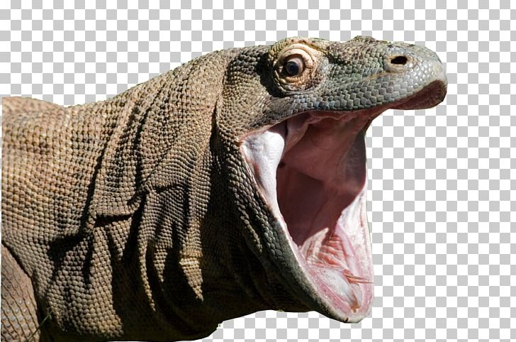 Komodo Dragon Lizard Reptile Indonesia PNG, Clipart, Animal, Animals, Devil Man, Dragon, Fang Free PNG Download