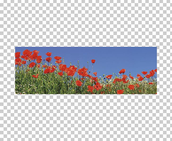 Common Poppy Flowering Plant Wildflower PNG, Clipart, Common Poppy, Coquelicot, Ecoregion, Ecosystem, Field Free PNG Download