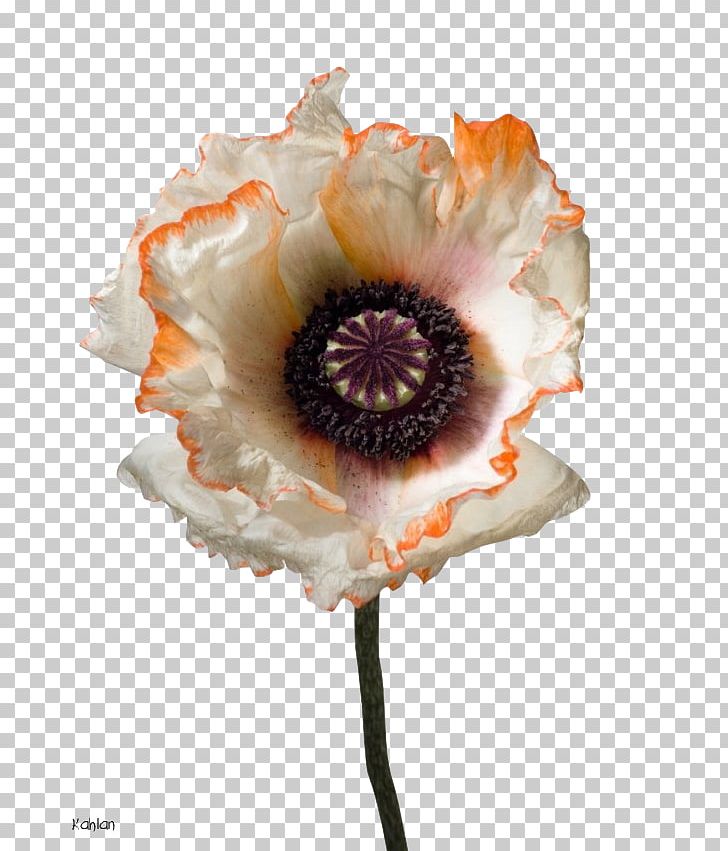 Photography Flower Photographer Poppy PNG, Clipart, Art, Closeup, Cut Flowers, Fineart Photography, Flower Free PNG Download