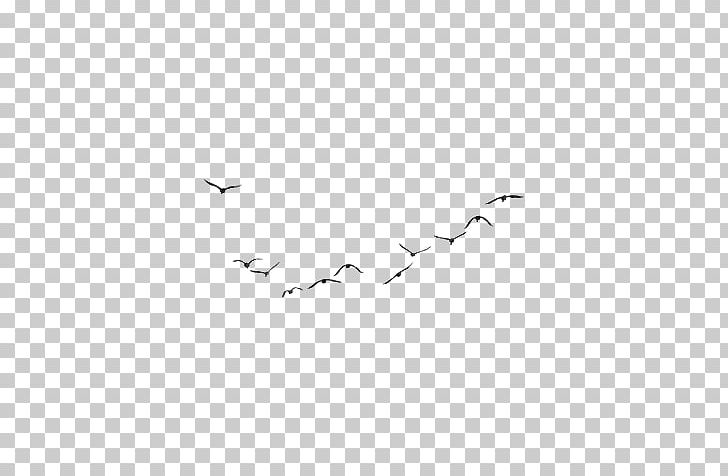 Bird Migration White Point PNG, Clipart, Angle, Animal Migration, Area, Beak, Bird Free PNG Download