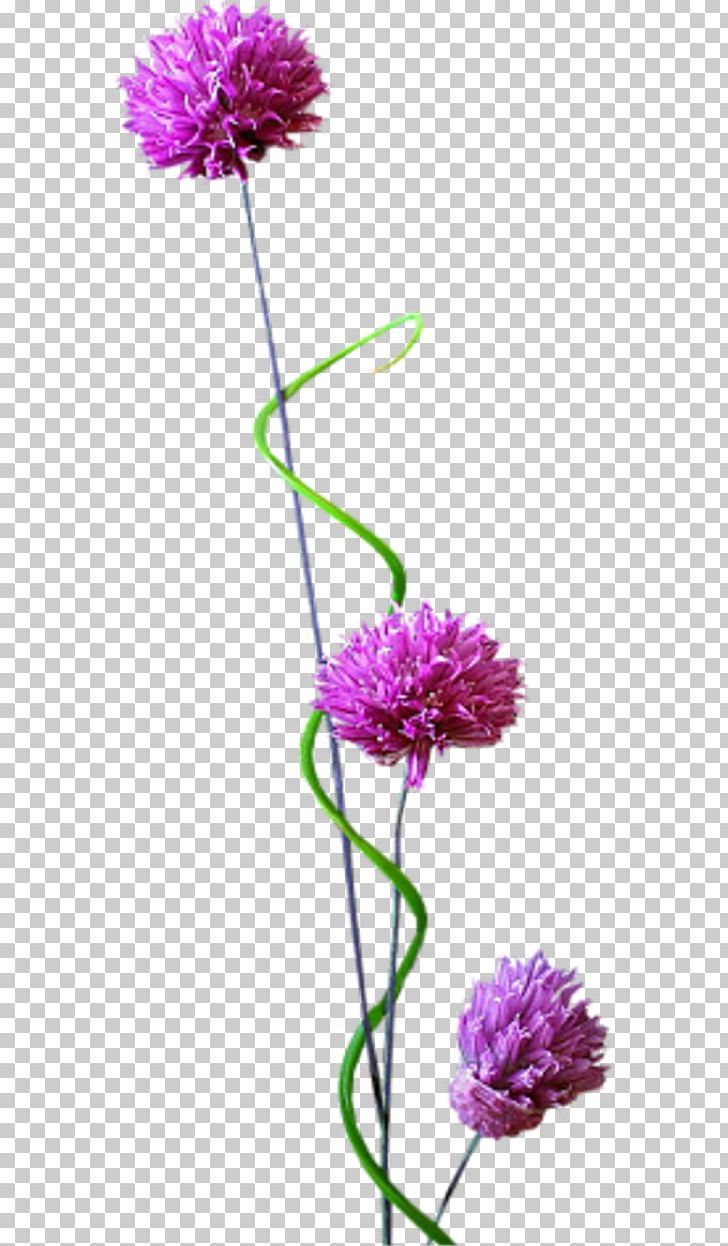 Desktop Parchment PNG, Clipart, Annual Plant, Aster, Chives, Cicek, Cicek Resimleri Free PNG Download