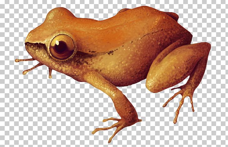 True Frog Amphibian Colombia Alexander Von Humboldt Biological Resources Research Institute PNG, Clipart, Amphibian, Animal, Biodiversity, Biodiversity Of Colombia, Colombia Free PNG Download