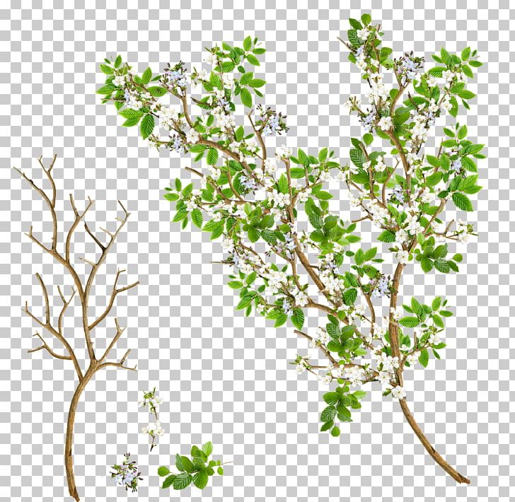 Twig Branch Tree Leaf Flower PNG, Clipart, 2016, Branch, Des Fleurs Et Leurs Symboles, Desktop Wallpaper, Drawing Free PNG Download