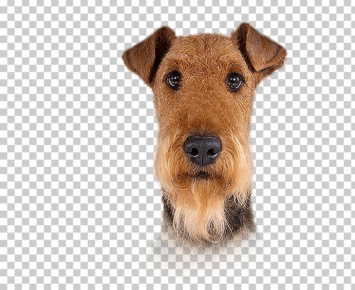 Welsh Terrier Lakeland Terrier Airedale Terrier Irish Terrier Pekingese PNG, Clipart, Airedale Terrier, Animals, Big Dog, Black And Tan Terrier, Breed Free PNG Download