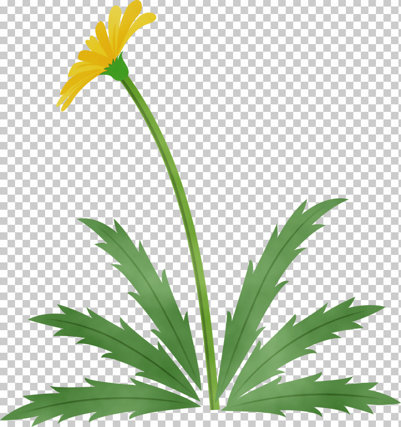 Flower Plant Leaf Yellow Grass PNG, Clipart, Dandelion Flower, Easter Day Flower, Flower, Grass, Houseplant Free PNG Download