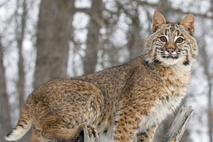 Bobcat Felidae Wildcat Cougar Deer PNG, Clipart, Animal, Animals, Bobcat, Canada Lynx, Caracal Free PNG Download