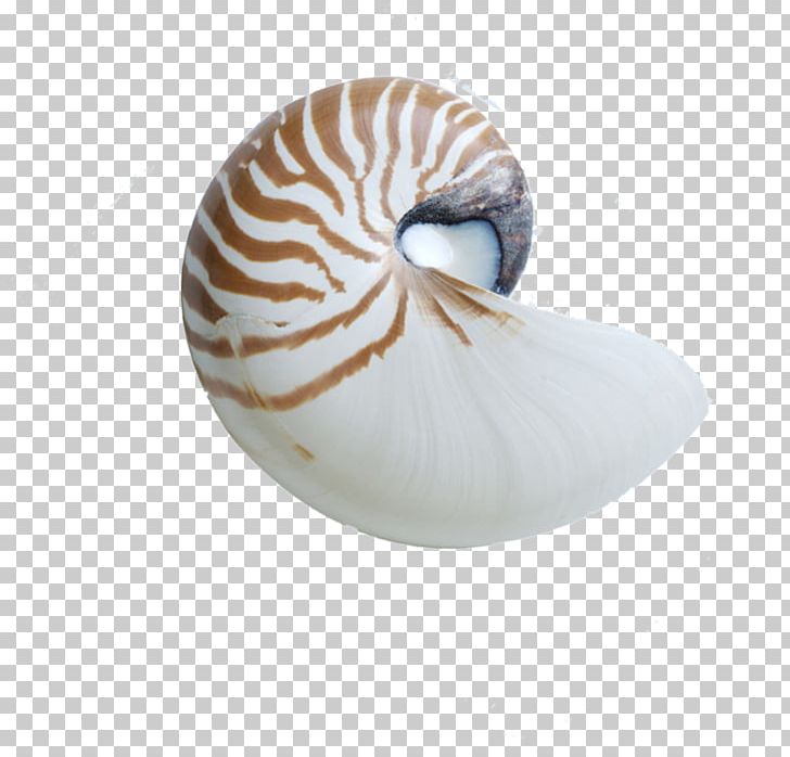 Chambered Nautilus Seashell Sea Snail PNG, Clipart, Cartoon Conch, Cephalopod, Conch, Conch Blowing, Conchology Free PNG Download