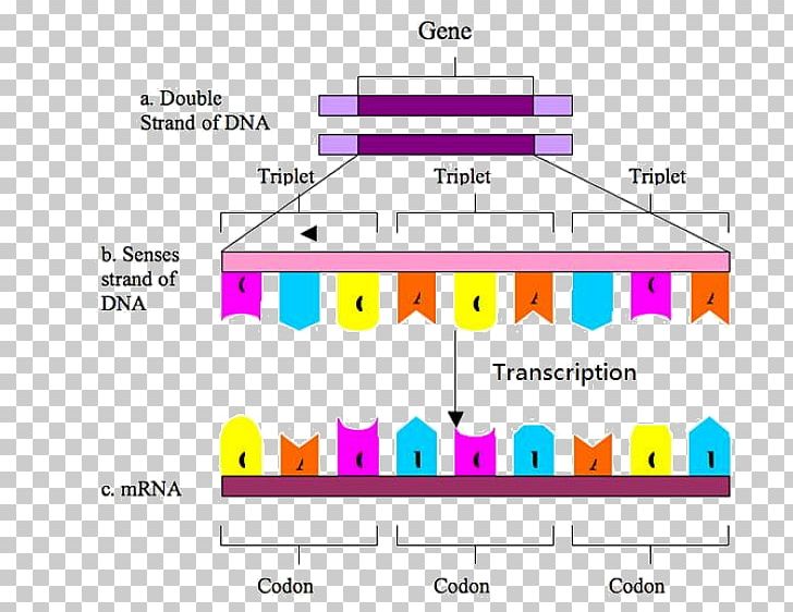 Codon DNA Genetic Code Biology Transcription PNG, Clipart, Adna, Amino Acid, Angle, Area, Biology Free PNG Download