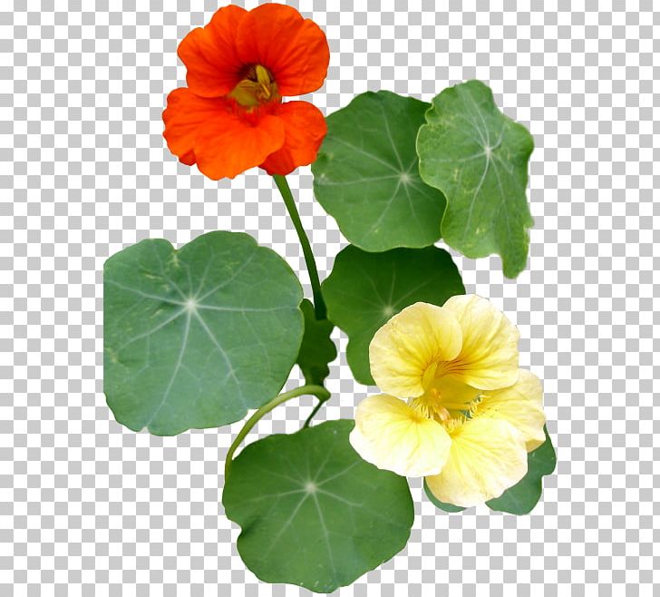 Flower Tropaeolum Majus Petal Annual Plant Seed PNG, Clipart, Annual Plant, Botanical Illustration, Botany, Flower, Flowerpot Free PNG Download