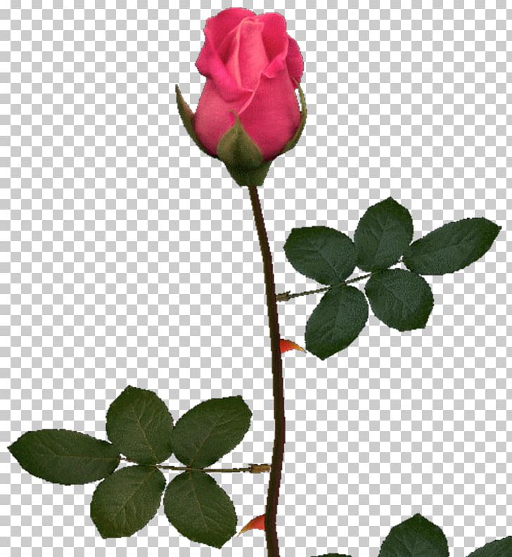Garden Roses Pink PNG, Clipart, Author, Blog, Branch, Bud, Cut Flowers Free PNG Download