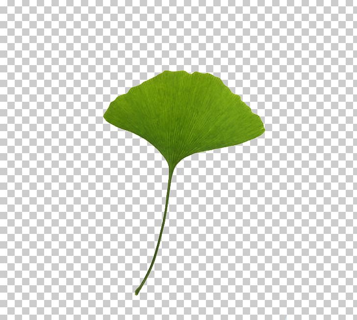Leaf Ginkgo Biloba PNG, Clipart, Autumn Leaf, Biloba, Clip Art, Copyright, Download Free PNG Download