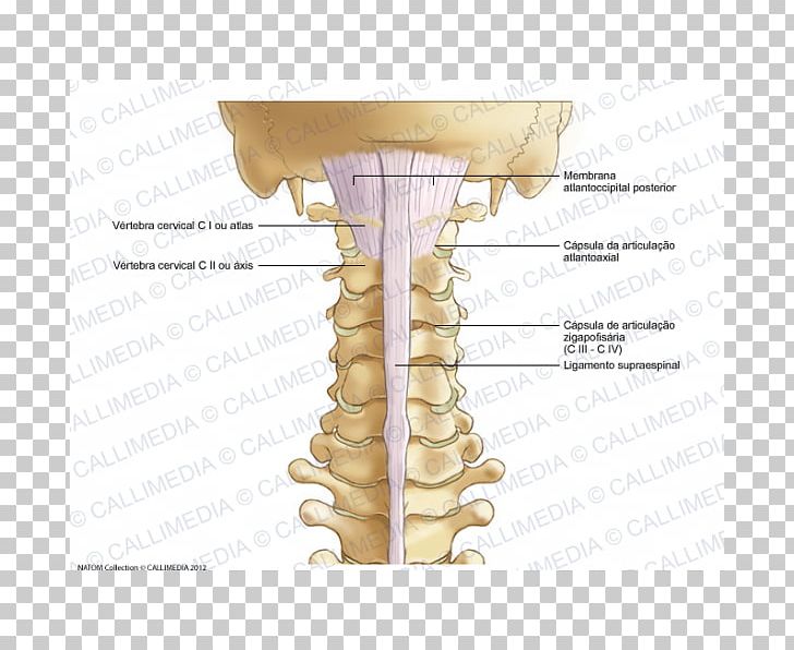 Ligament Cervical Vertebrae Vertebral Column Anatomy Human Skeleton PNG, Clipart, Alar Ligament, Anatomy, Angle, Bone, Cervical Myelopathy Free PNG Download