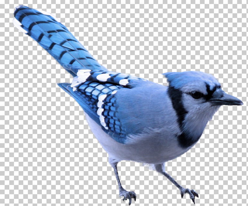 Bird Blue Jay Blue Jay Beak PNG, Clipart, Beak, Bird, Blue, Blue Jay, Chickadee Free PNG Download