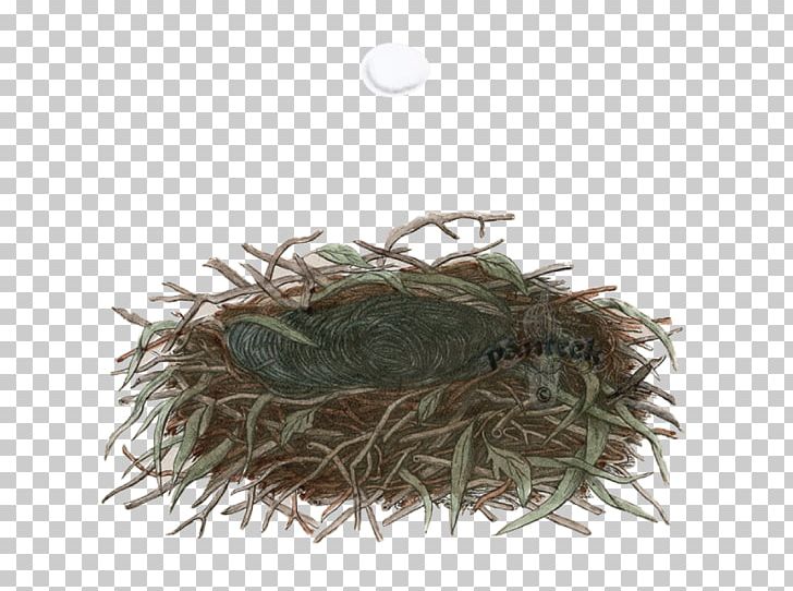 Church Stretton Nest Holiday Hideaway Cottage Holiday Home Area Of Outstanding Natural Beauty PNG, Clipart, Area Of Outstanding Natural Beauty, Bird Nest, Church Stretton, Cottage, Family Free PNG Download