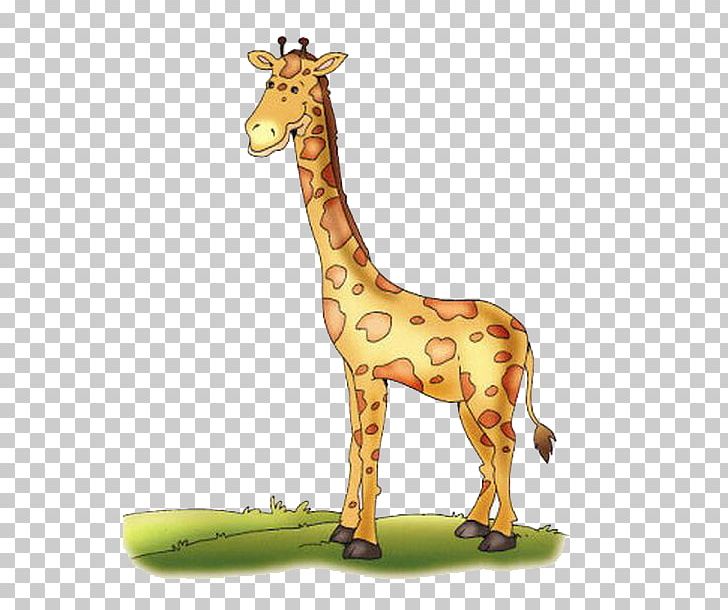 Northern Giraffe Reticulated Giraffe Drawing Color PNG, Clipart, Animal, Animal Figure, Animals, Art, Caricature Free PNG Download