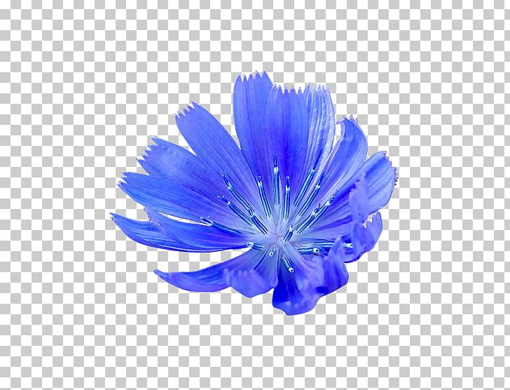 Cornflower Computer Icons Blue PNG, Clipart, Blue, Chicory, Cobalt Blue, Computer Icons, Cornflower Free PNG Download