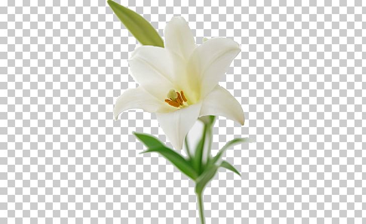 Easter Lily Flower Bouquet Lilium Brownii Lilies PNG, Clipart, Cut Flowers, Easter Lily, Flower, Flower Bouquet, Flowering Plant Free PNG Download