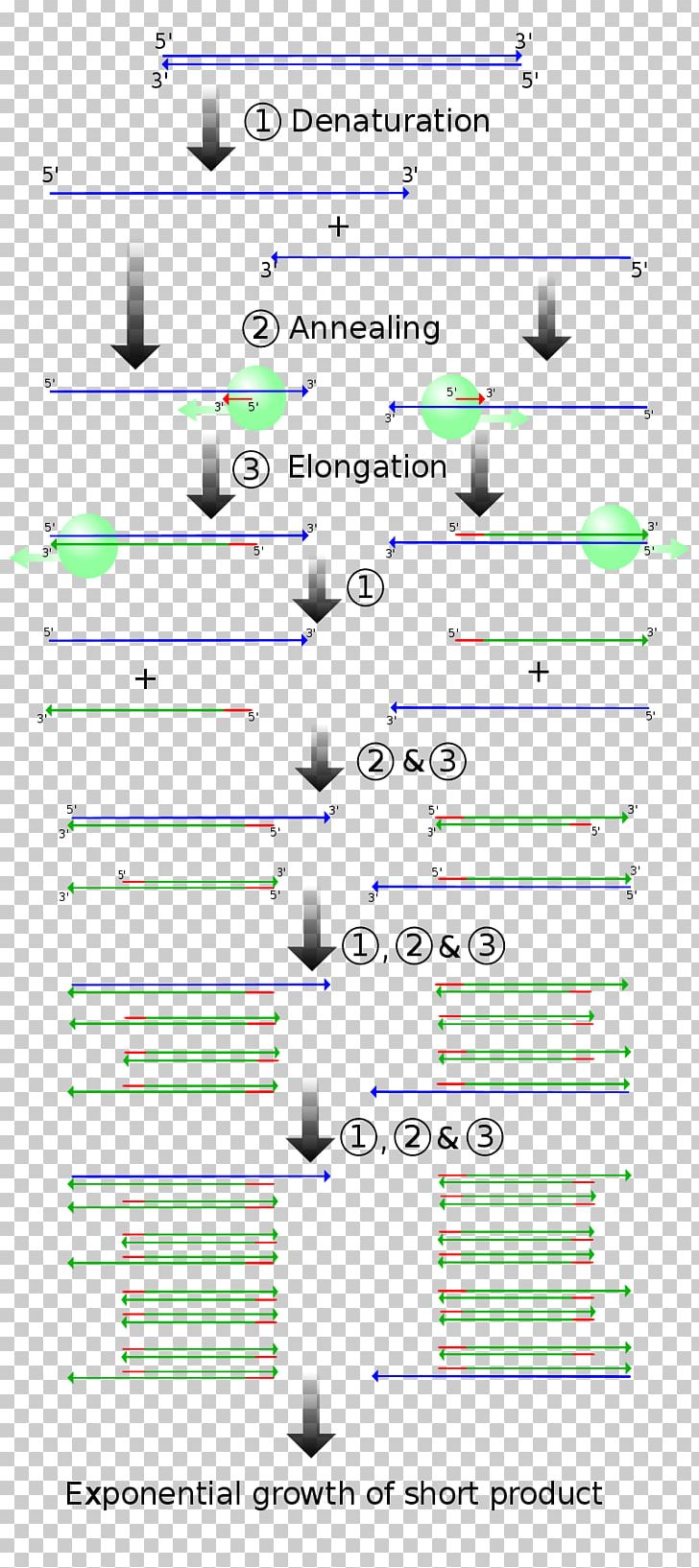 Real-time Polymerase Chain Reaction Genetics Molecular Cloning PNG, Clipart, Angle, Chain Reaction, Cloning, Diagram, Dna Free PNG Download