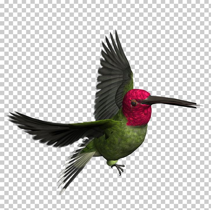 Bird Icon PNG, Clipart, Animals, Beak, Bird, Bird Png, Birds Free PNG Download