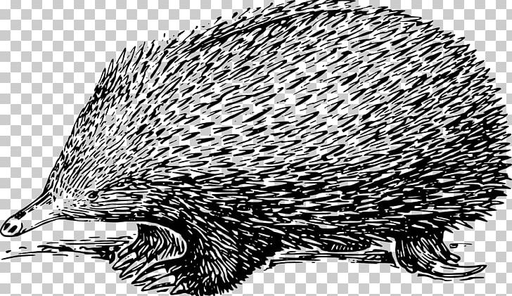 Echidna Drawing PNG, Clipart, Art, Beak, Black And White, Carnivoran, Computer Icons Free PNG Download