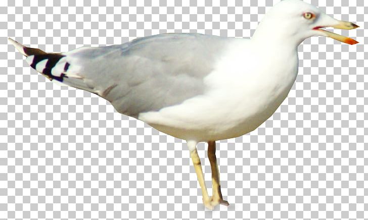 European Herring Gull Columbidae Bird Great Black-backed Gull PNG, Clipart, Animal, Animals, Beak, Bird, Charadriiformes Free PNG Download