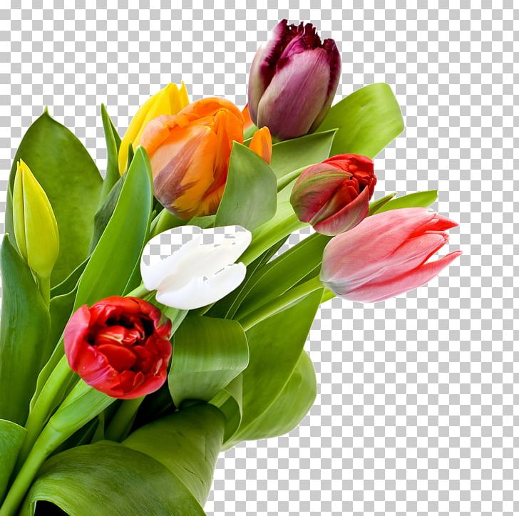 Tulip Flower PNG, Clipart, Cut Flowers, Desktop Wallpaper, Digital Image, Floral Design, Floristry Free PNG Download