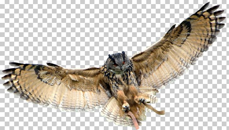 Baby Owls Bird Great Horned Owl PNG, Clipart, Baby, Baby Owls, Beak, Bird, Bird Of Prey Free PNG Download