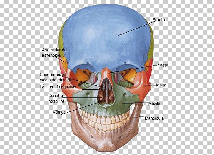 Frontal Bone Skull Sphenoid Bone Anatomy PNG, Clipart, Anatomy, Bone, Facial Skeleton, Figura Humana, Frontal Bone Free PNG Download