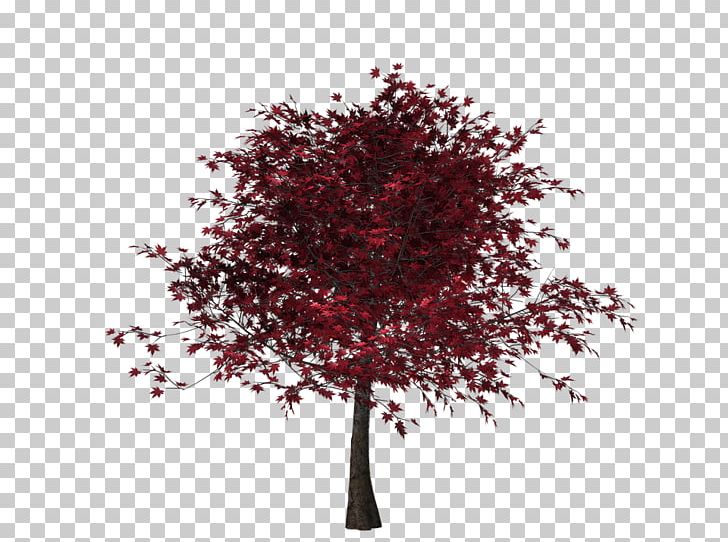 Tree Autumn Leaf Color PNG, Clipart, Autumn, Autumn Leaf Color, Autumn Leaves, Branch, Flowering Plant Free PNG Download