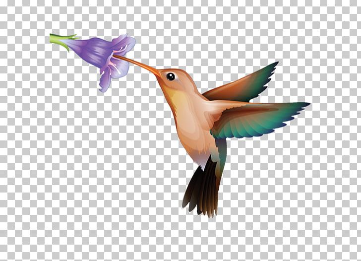 Educational Technology Hummingbird Ohio River Valley Women's Business Council Web Conferencing PNG, Clipart, Beak, Be In, Bird, Classroom, Education Free PNG Download