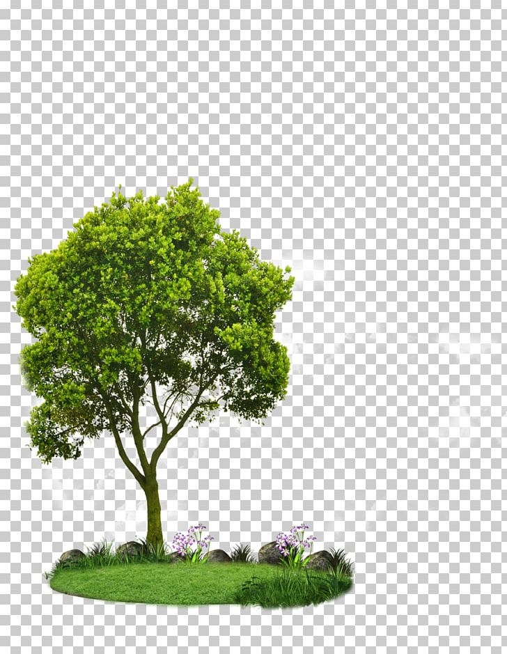 Choosing Small Trees Tree Planting Landscaping Root PNG, Clipart, Arbor Day, Arborist, Bonsai, Choosing Small Trees, Flowerpot Free PNG Download