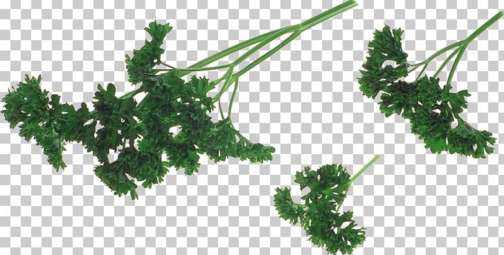 Herb Parsley Vegetable Dill PNG, Clipart, Branch, Coriander, Digital Image, Dill, Food Free PNG Download