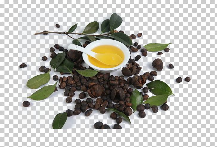 Tea Seed Oil Corn Oil Peanut Oil PNG, Clipart, Bowl, Camellia, Camellia Fruit, Canola, Fruit Free PNG Download
