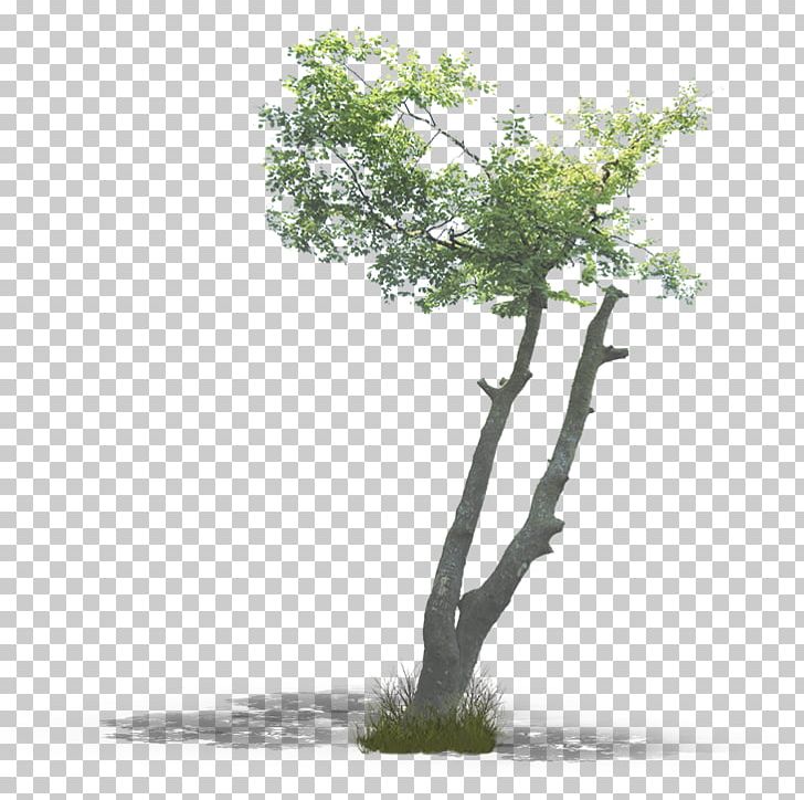 Branch Tree Woody Plant Trunk Oak PNG, Clipart, Background, Background Tree, Branch, Deviantart, Evergreen Free PNG Download