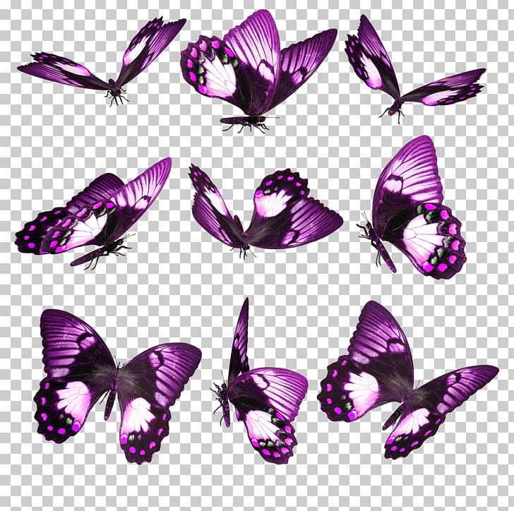 Butterfly Desktop Android Computer Icons PNG, Clipart, Android, Apk, Brush Footed Butterfly, Butterflies And Moths, Butterfly Free PNG Download