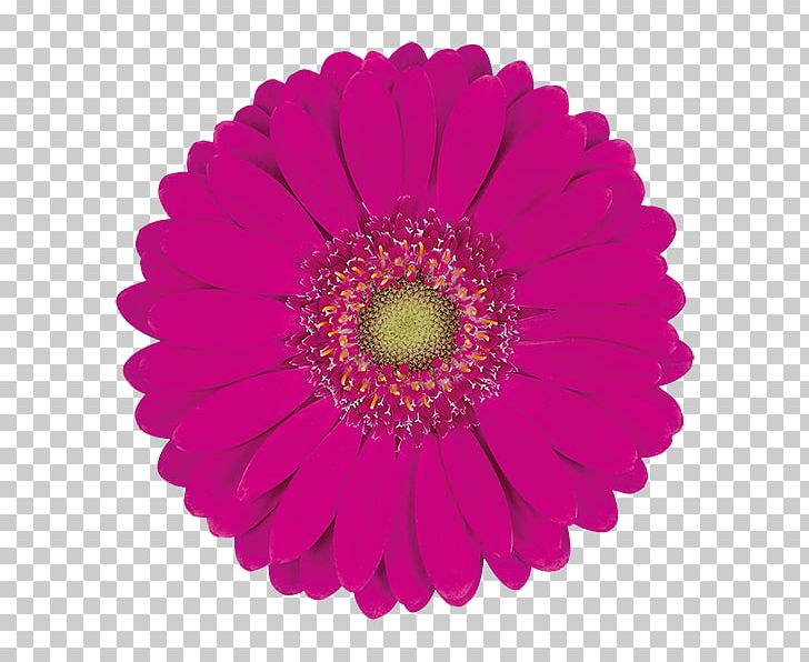 Car PNG, Clipart, Car, Chrysanths, Computer Icons, Coral Pink Gerbera, Cut Flowers Free PNG Download