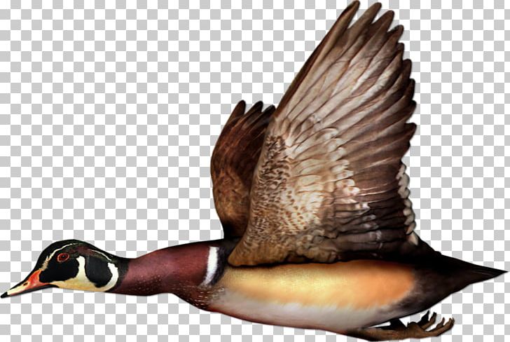 Mallard Duck Bird Goose Flight PNG, Clipart, Animal, Animals, Beak, Bird, Bird Flight Free PNG Download