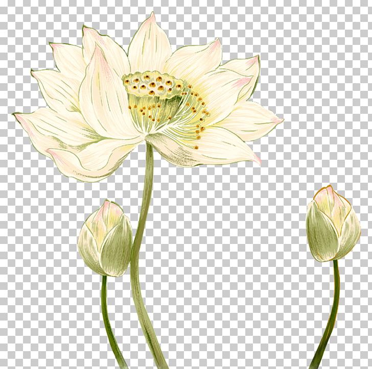 China Nelumbo Nucifera PNG, Clipart, Aquatic Plant, Art, Bud, Calligraphy, Chinese Calligraphy Free PNG Download